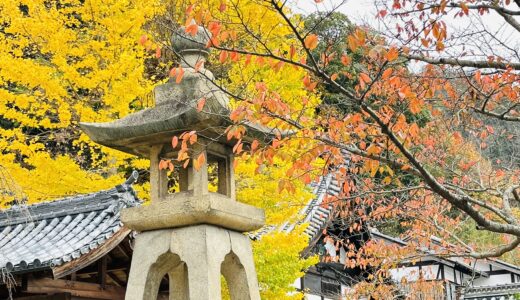 お寺と銀杏と黄葉の写真