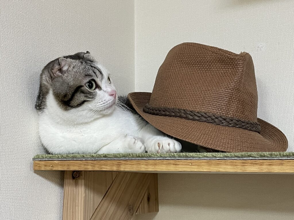 猫と帽子