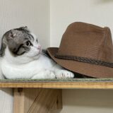 猫と帽子