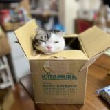 箱の中でまどろむ猫