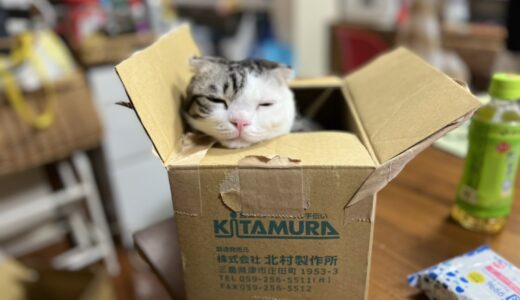 箱の中で眠くなる猫