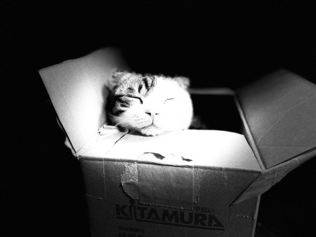 箱の中で眠る猫
