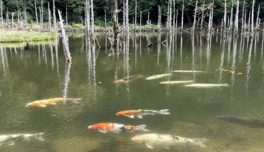 立ち枯れのある池と鯉の群れ