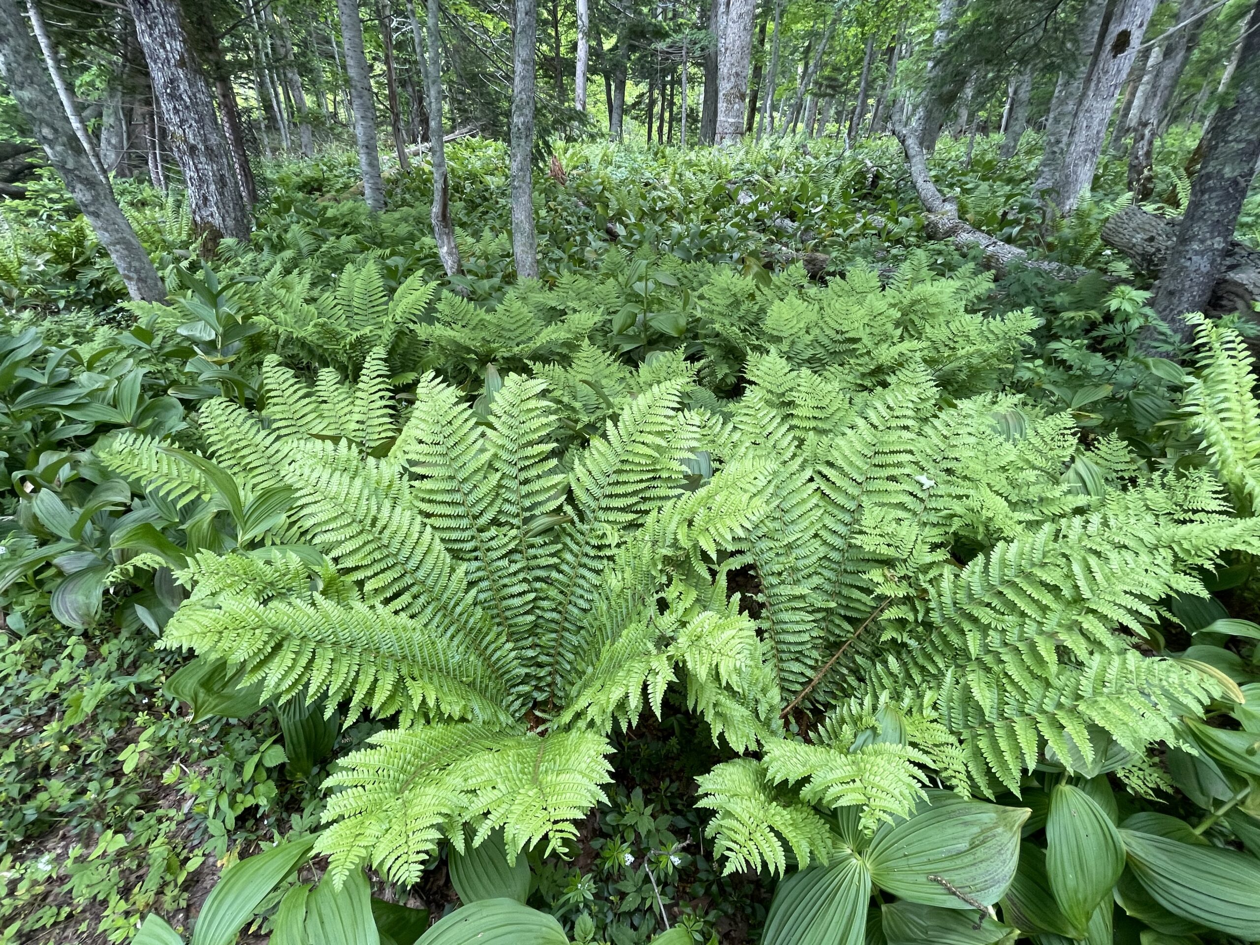 森の下に生きるシダ類の植物 | フリー写真テイクアウト