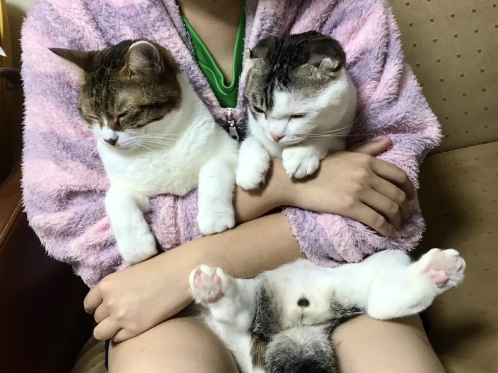 2匹の猫を抱く娘