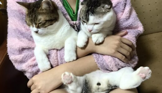 2匹の猫を抱く写真