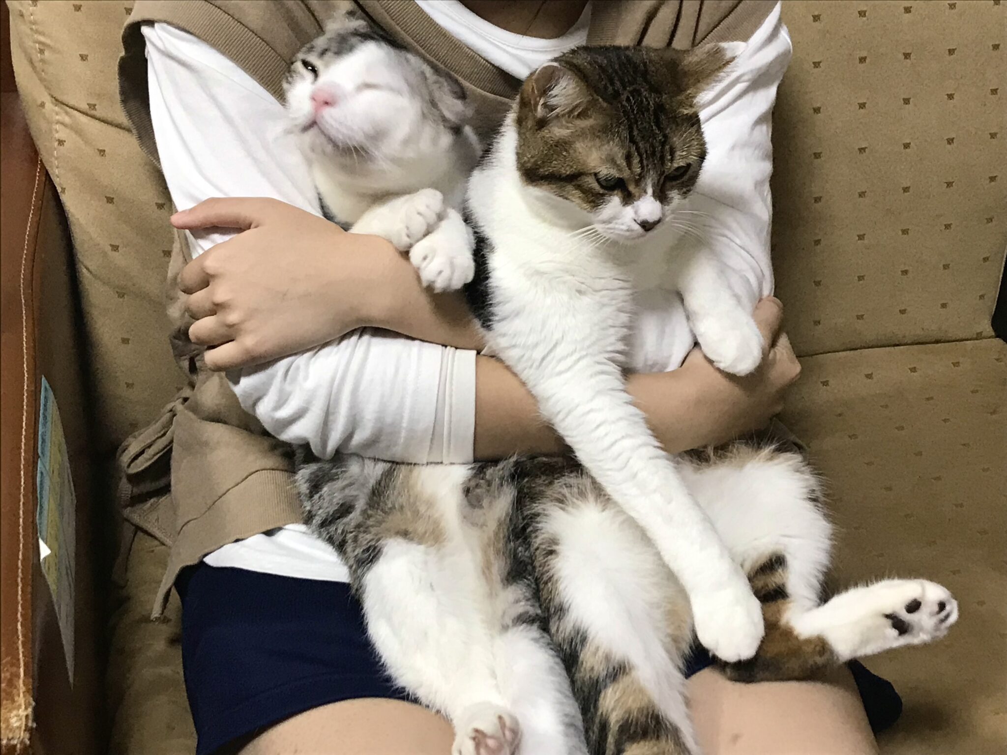 2匹の猫を抱く写真 | フリー写真テイクアウト