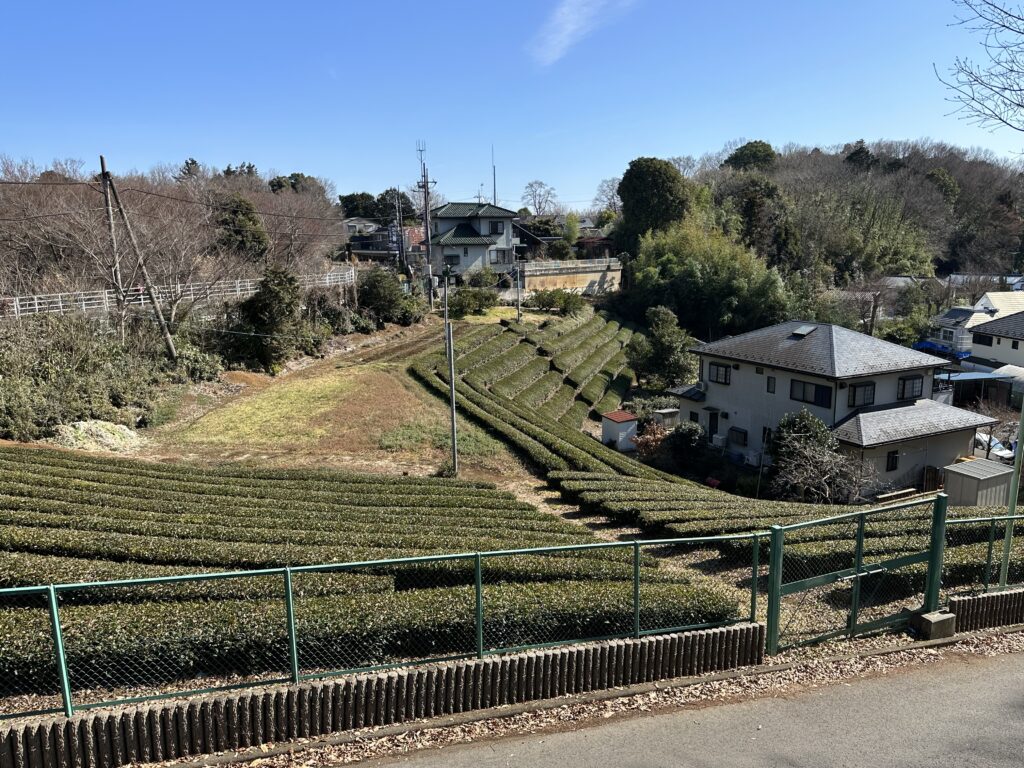 東京都内の茶畑