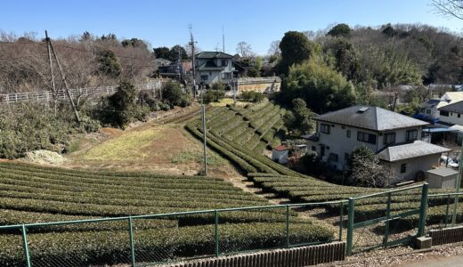 東京都内の茶畑