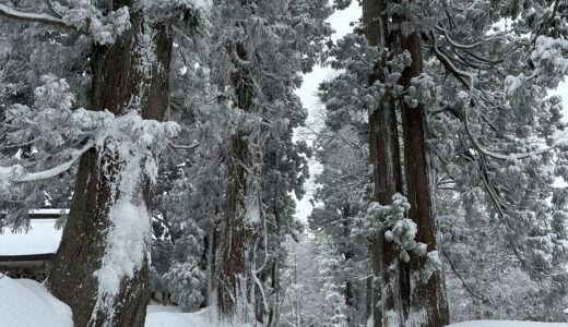 真冬の杉並木の写真