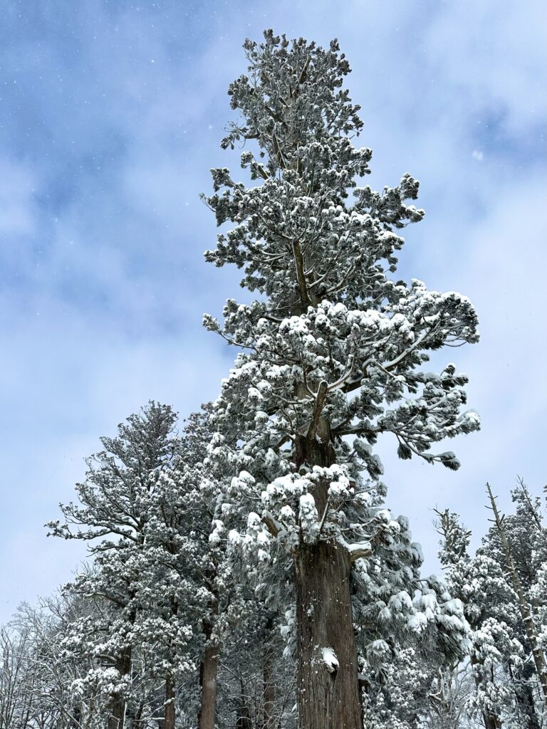 雪の付いた杉の大木