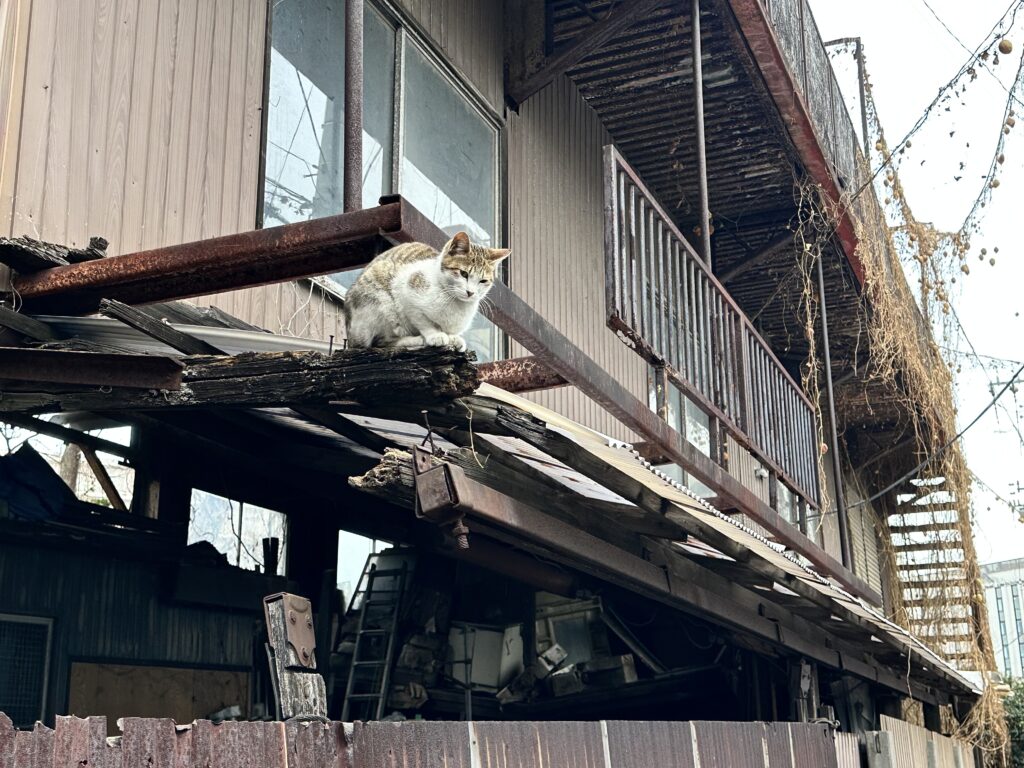 庇の廃材に乗る猫