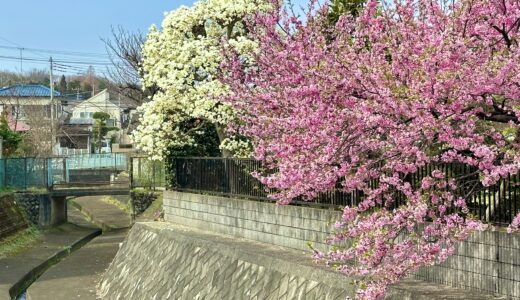 花の咲く春の風景