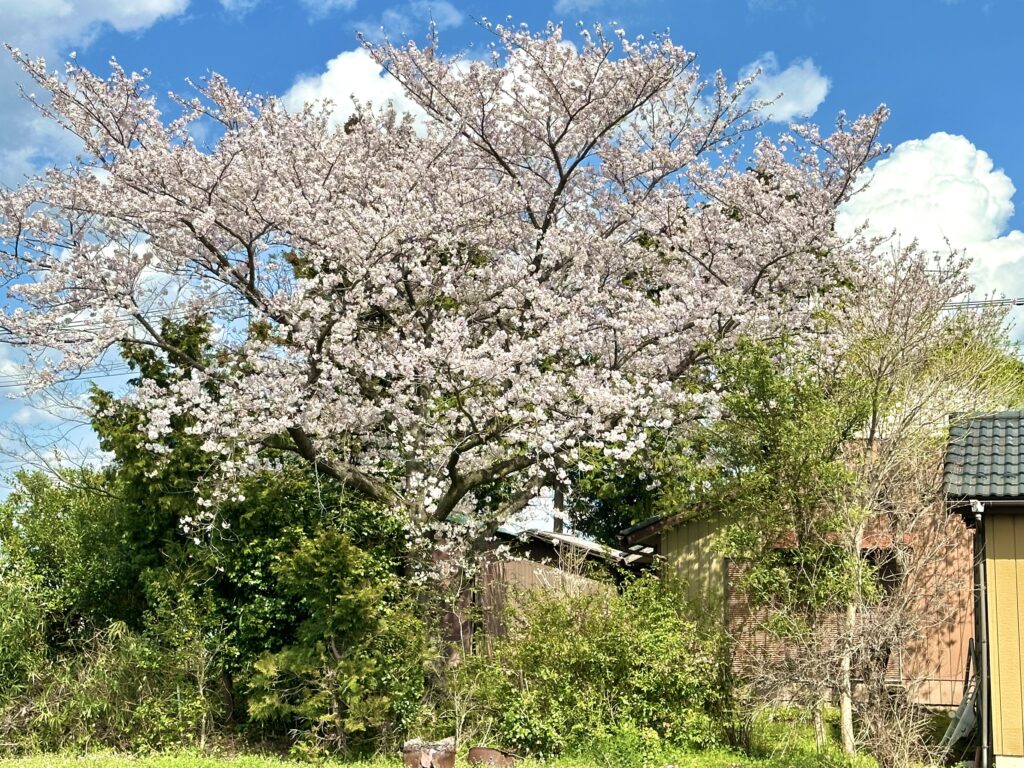 村里の桜