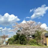 村里の桜