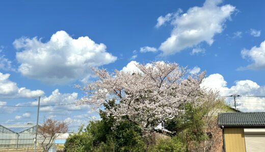 ごく普通の里の、桜のある風景