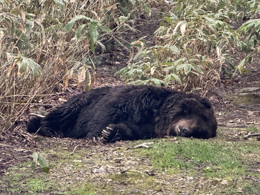 原野に寝転ぶヒグマ