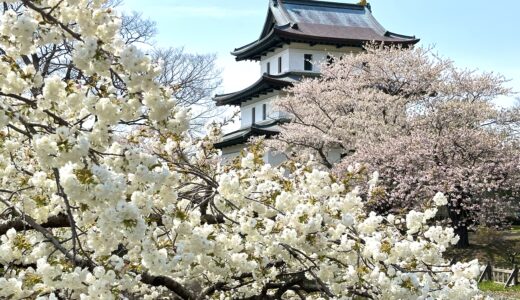 松前城天守閣と桜が満開の様子