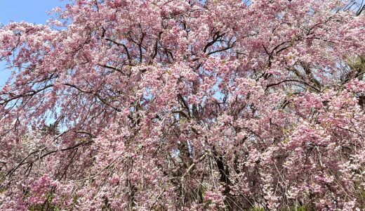 満開の枝垂れ桜