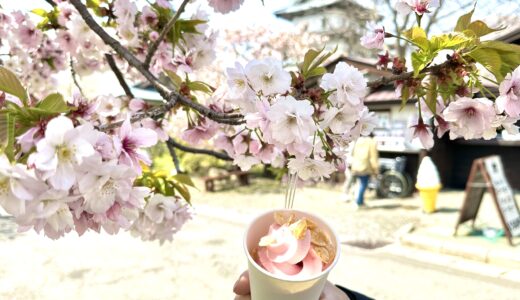桜ソフトクリームと桜の花