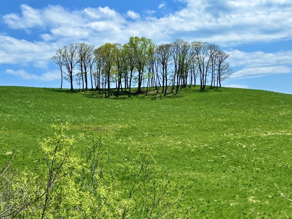 木の生える丘