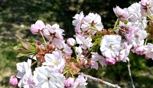 桜の花と枝の写真