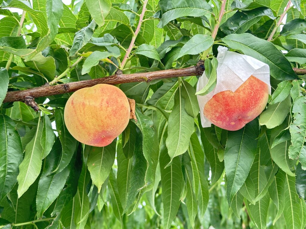 桃が実る木の写真