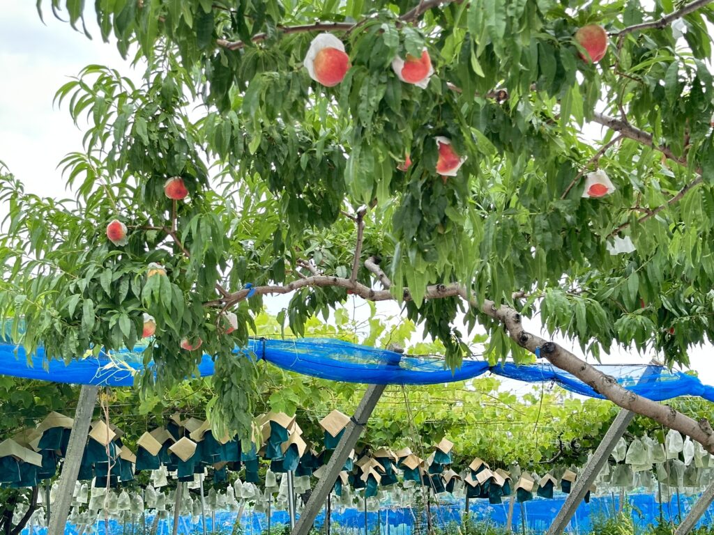 桃が実る木の写真