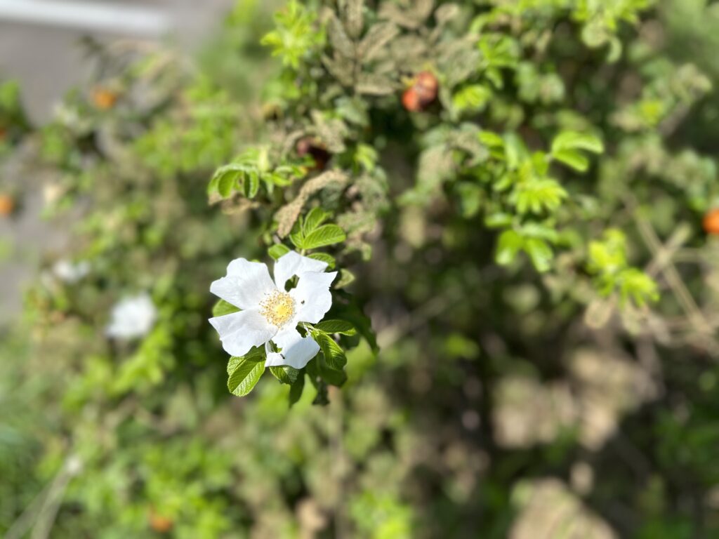 白い花のハマナス