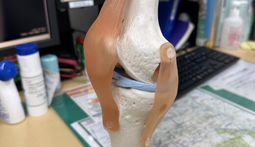 ひざの関節の骨格見本