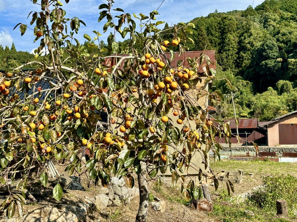 柿の木、柿の実る写真