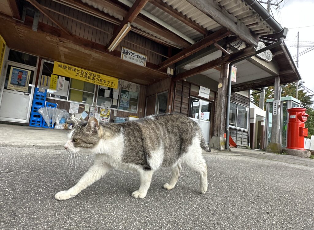 駅に住み着く猫