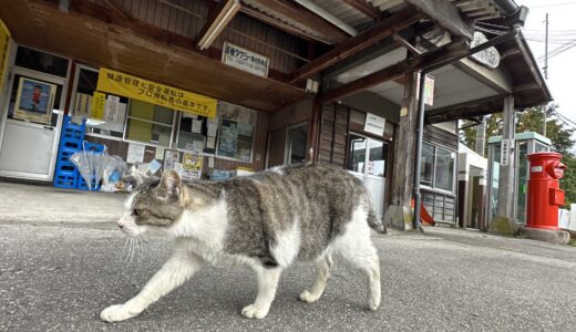 駅に住み着く猫