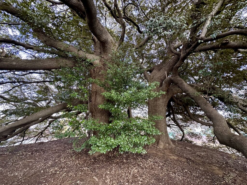 稲荷塚古墳の椎の木（スダジイ）の巨木