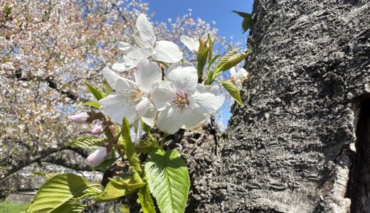 桜の幹と花の組み合わせ