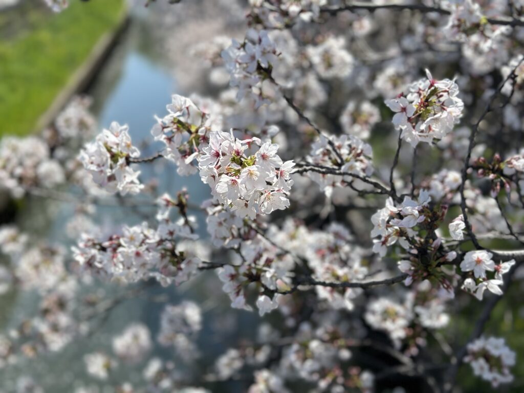 水辺に咲く桜の花