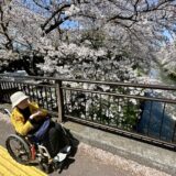 老人介護、車いすと桜の花