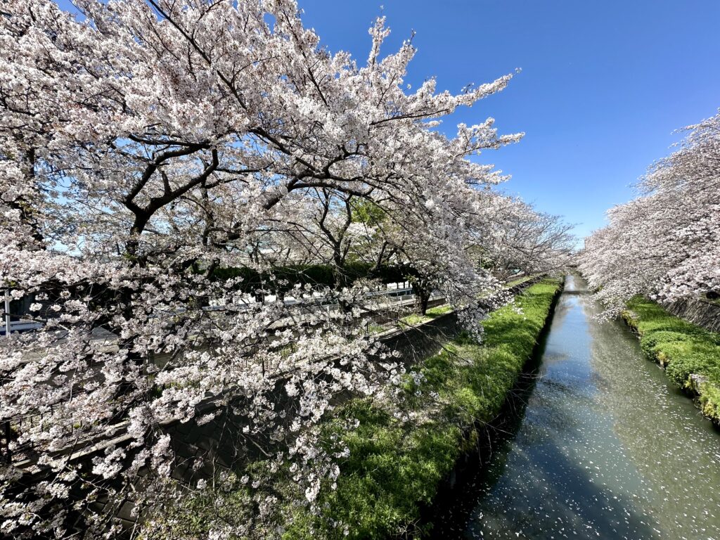 桜と川（水辺）