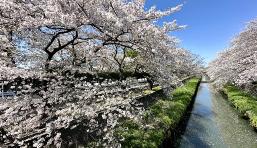 桜と川、水辺の組み合わせ