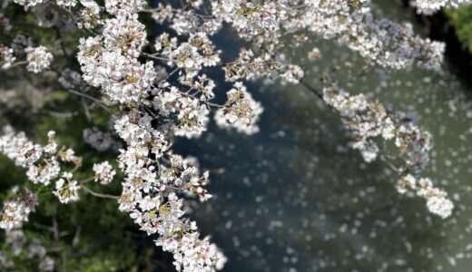 桜と水辺に散りゆく花びら
