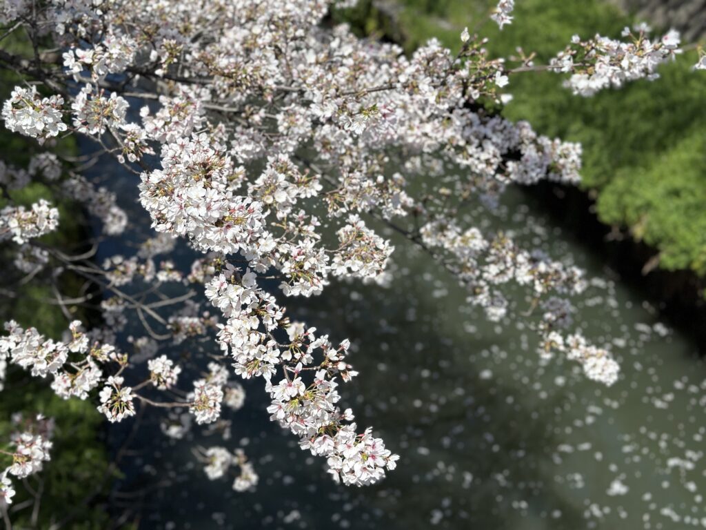 桜と水辺に散りゆく花びら