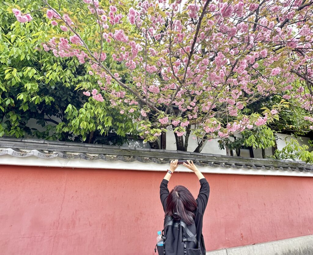 八重桜を撮る女性