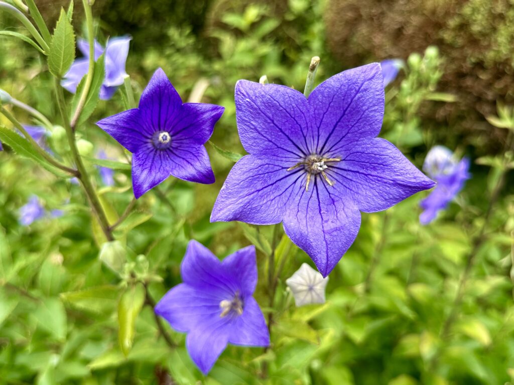 キキョウの花