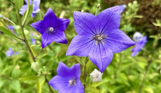 キキョウの花