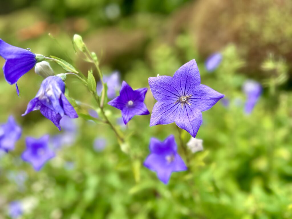 キキョウの花