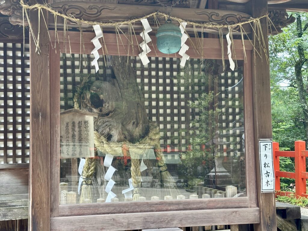 八大神社の下り松古木