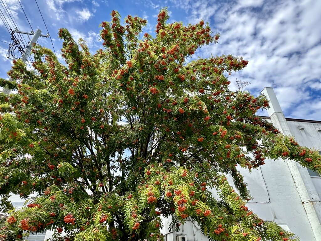 ナナカマドの実と紅葉前の葉