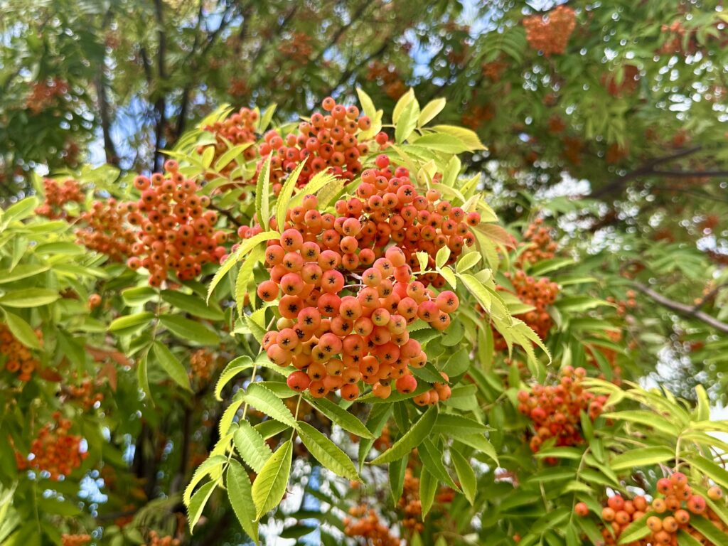 ナナカマドの実と紅葉前の葉