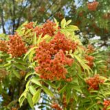 ナナカマドの実と紅葉前の葉