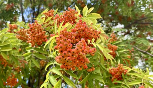 ナナカマドの実と紅葉前の葉